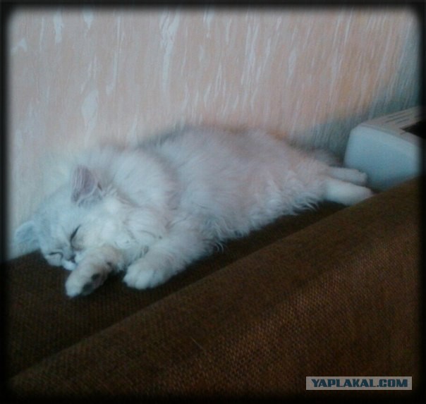 Котовторник 22.04.2014