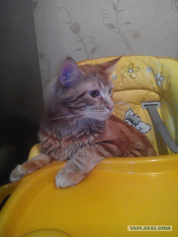 Котовторник 17.06.2014