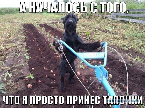Пятница, картинки для поднятия настроения