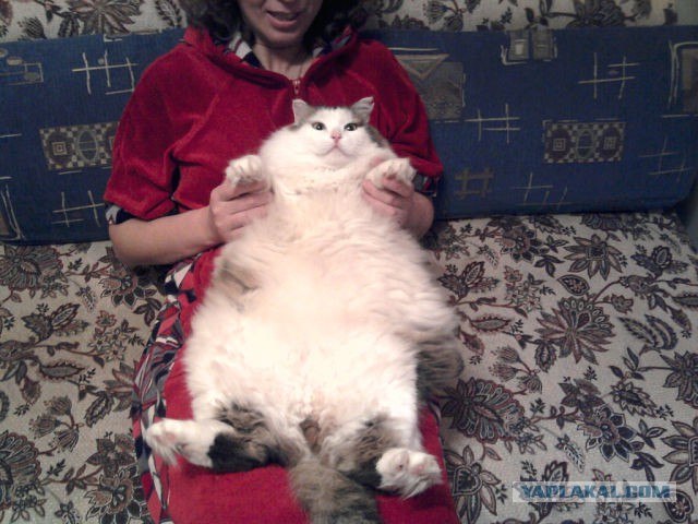 Котовторник 16.09.14