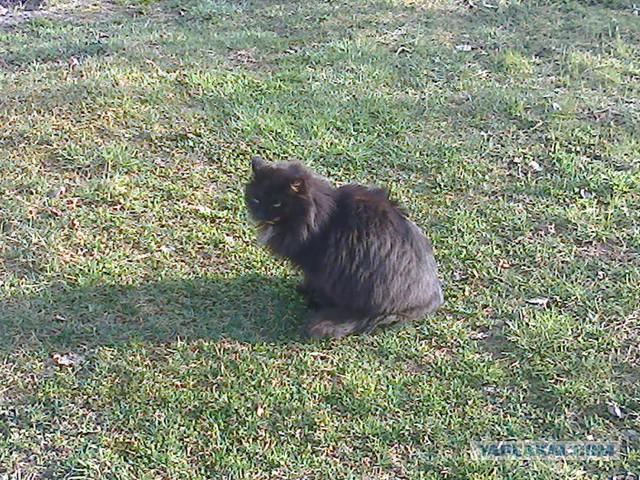 Котовторник 21.10.2014