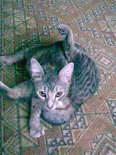 Котовторник