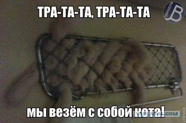 Известные котомемы.