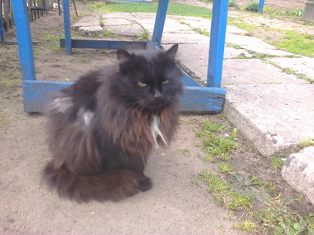Котовторник 14.07.2015