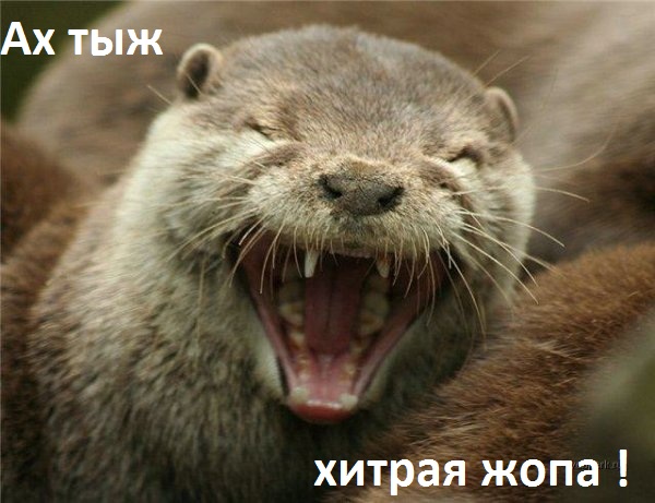 Найди негра