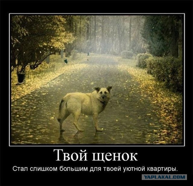 Демотиваторы
