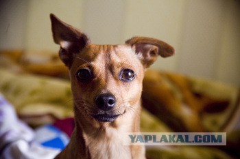 Собакочетверг же, ау!