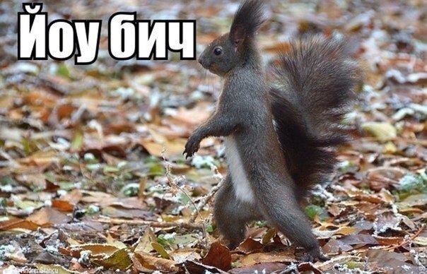 Весёлые картинки