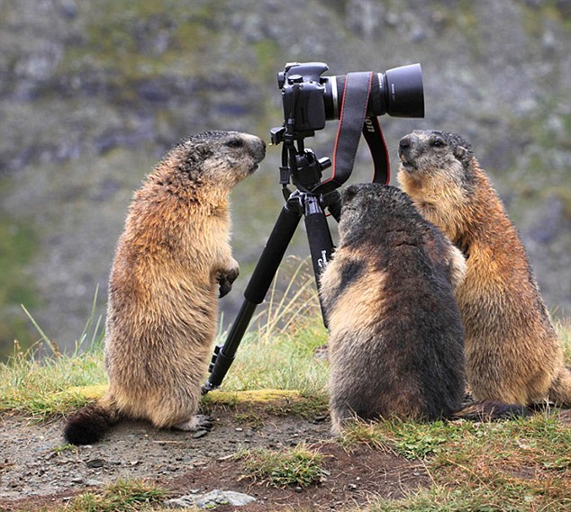 Животные и фотоаппарат