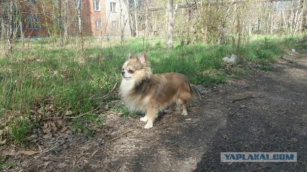 Растем вместе - Дети и животные До и После