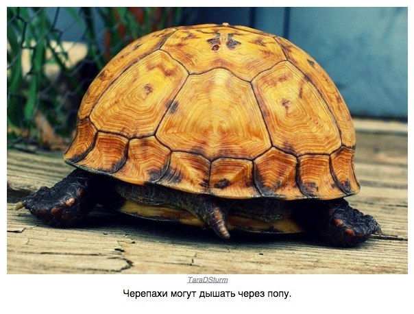 Божьи твари