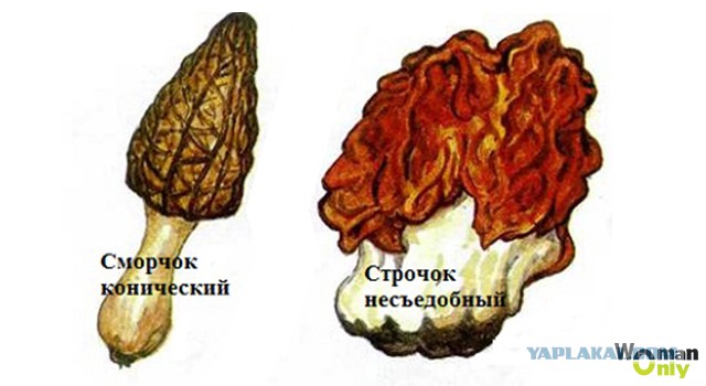 Сморчки, весенняя тихая охота!