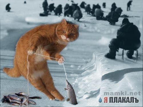 Фотожаба: Кошак