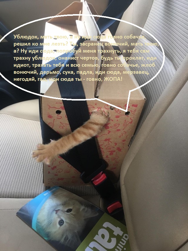 На дачу в любимой коробке
