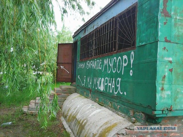 Свиньи?