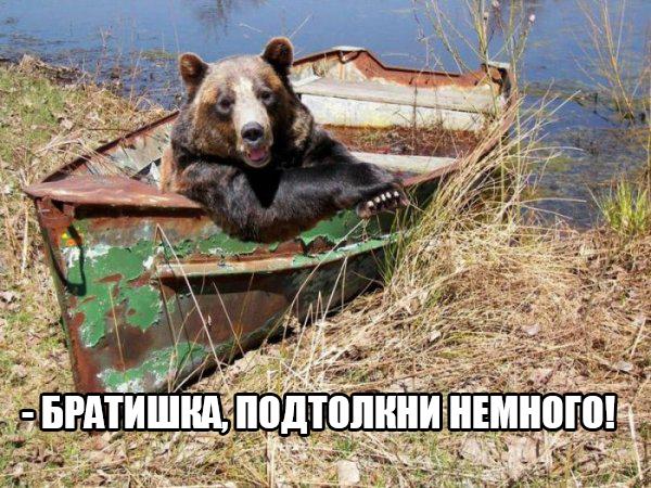 Прикольные животные