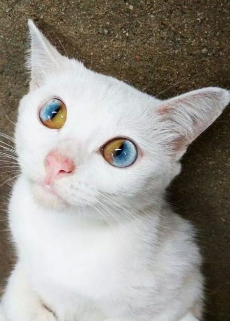 Коты из сети