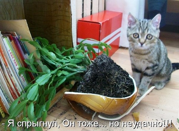 Коты из сети
