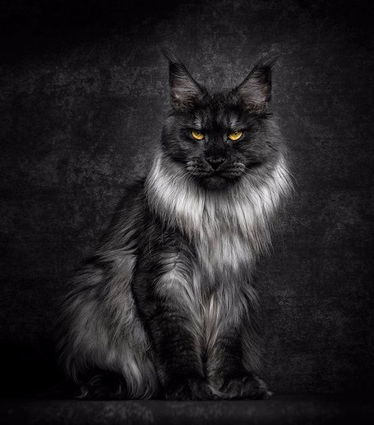 Коты и Кошки