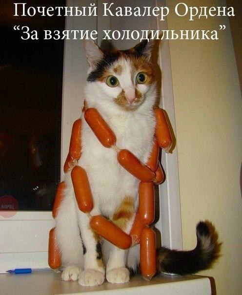 Коты и Кошки