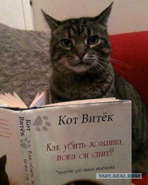 Кот видит привидений. Что делать?