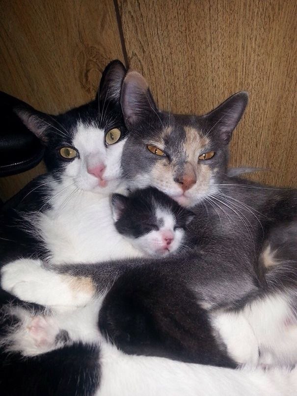 Коты и Кошки