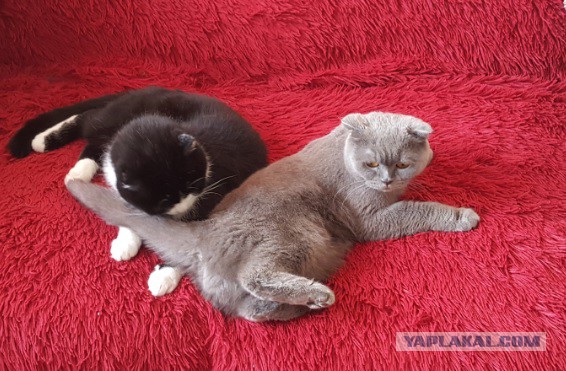 Получила я кота на сдачу...