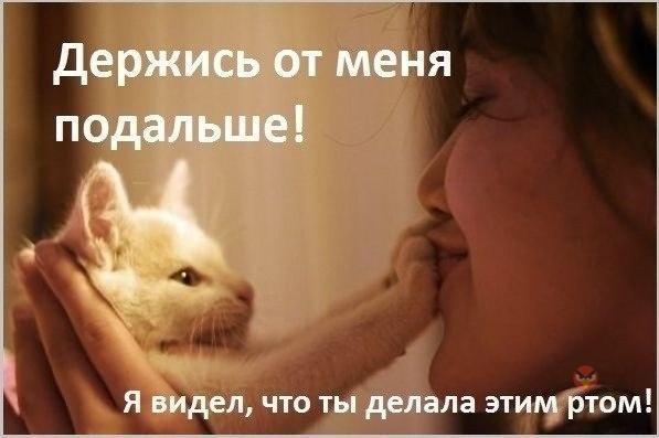 Не все котики любят обнимашки