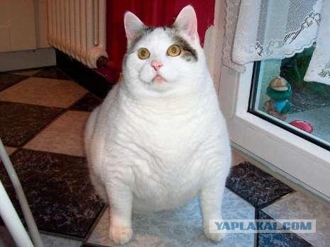 Ура, котовторник! (01.07.2008)