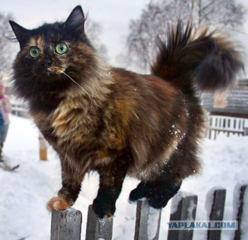 Котовторник на ЯПлакалъ (15.07.2008)