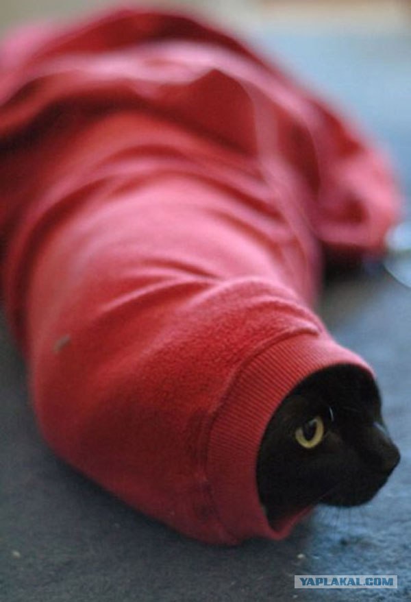 Котовторник: Кошки гаваны и другие!