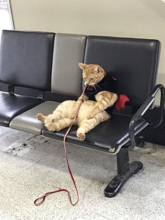 Немного милоты