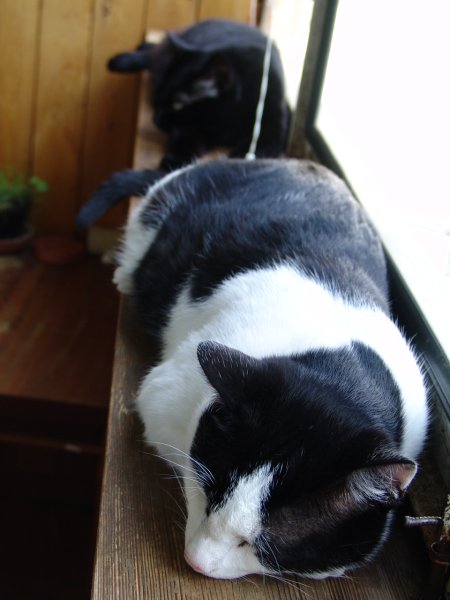 Котовторник (02.06.2009)