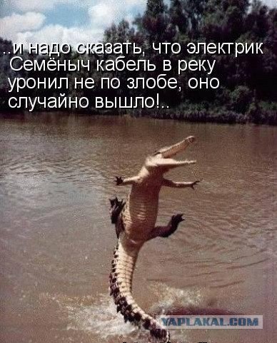 Картинки о животных