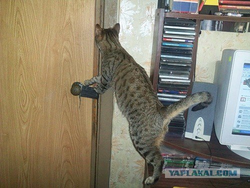 Выходные у кота