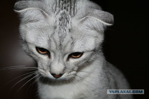 Котовторник - С праздником, котоводы!