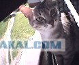 It's Catursday Fever! (Котовторник)