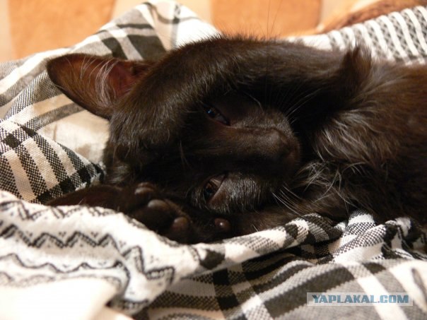 Котовторник (31.01.2012)