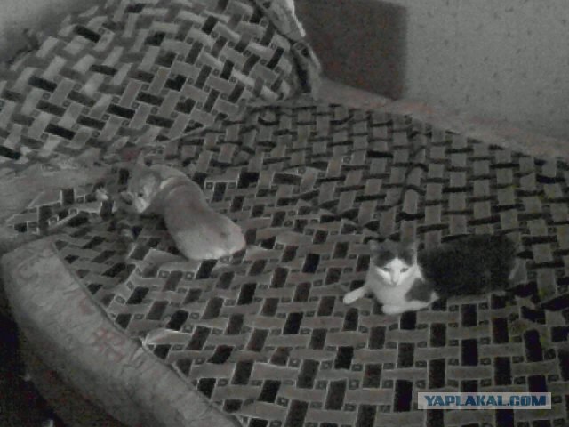 Котовторник  от 3.04.2012