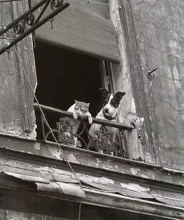 Уже не котовторник, но еще и не собакочетверг
