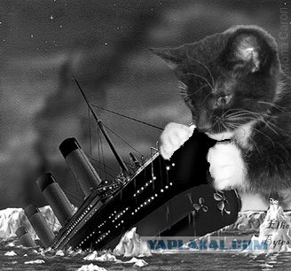 Коты атакуют
