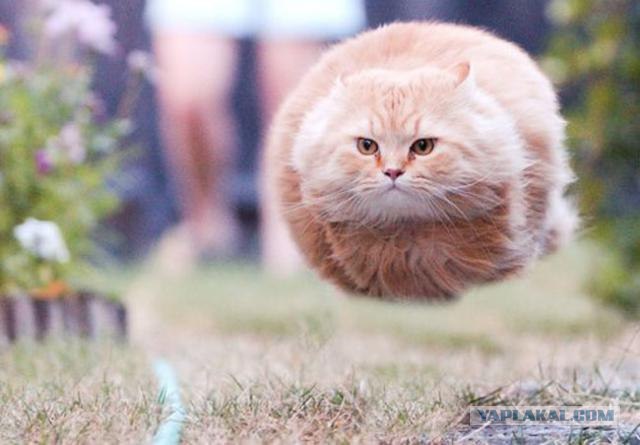 Фотожаба: Кот-ниндзя