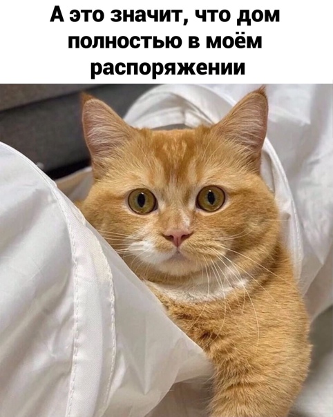 Картинки и мемы для настроения 022