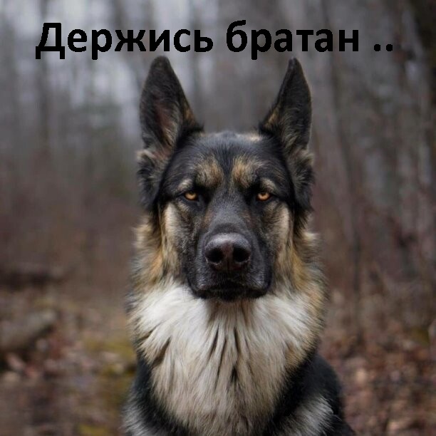 Томский собакен, который живёт один