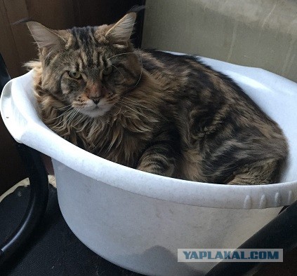 Как заставить кота побольше пить