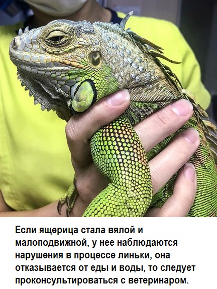 Ну как так-то, бабуль? Британская королева Елизавета II заразилась коронавирусом