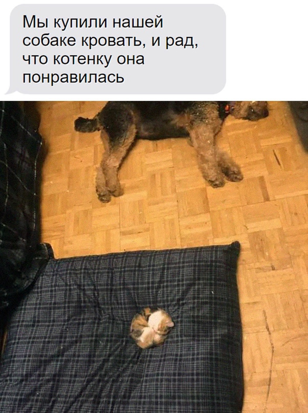 Картинки и мемы для настроения - 131
