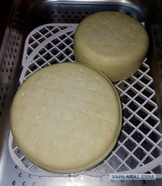 Сыр Маасдам