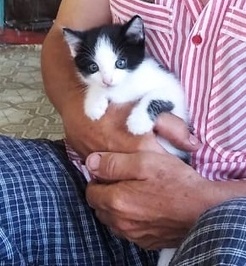 Котовторнику посвящается
