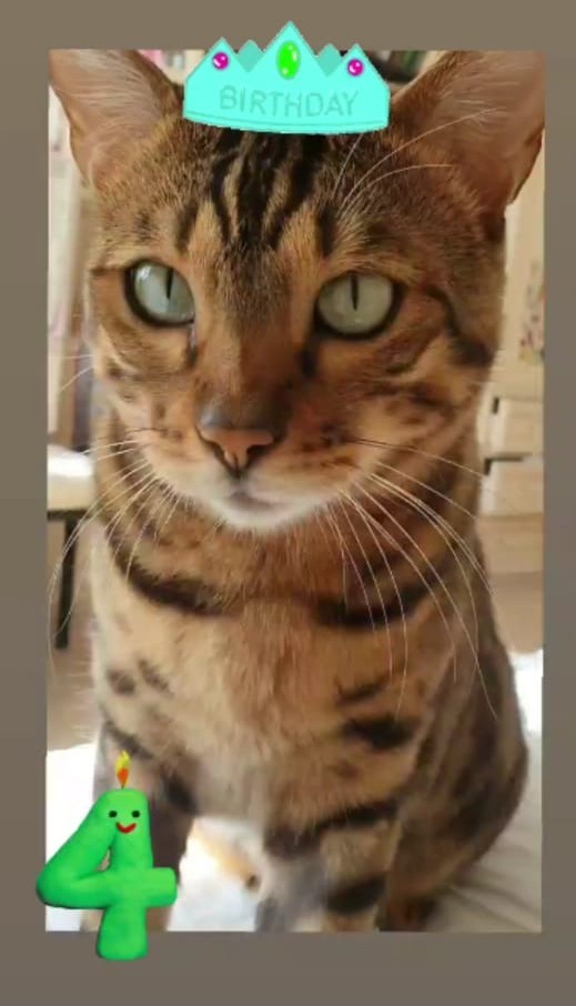 Дерзкий кот у ветеринара